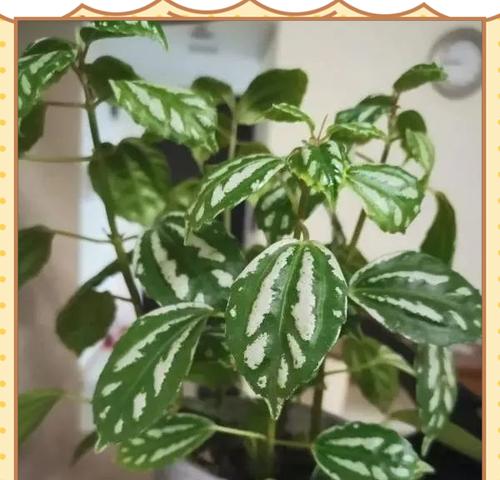 冰水花的养殖要点是什么？如何保持冰水花的观赏性？