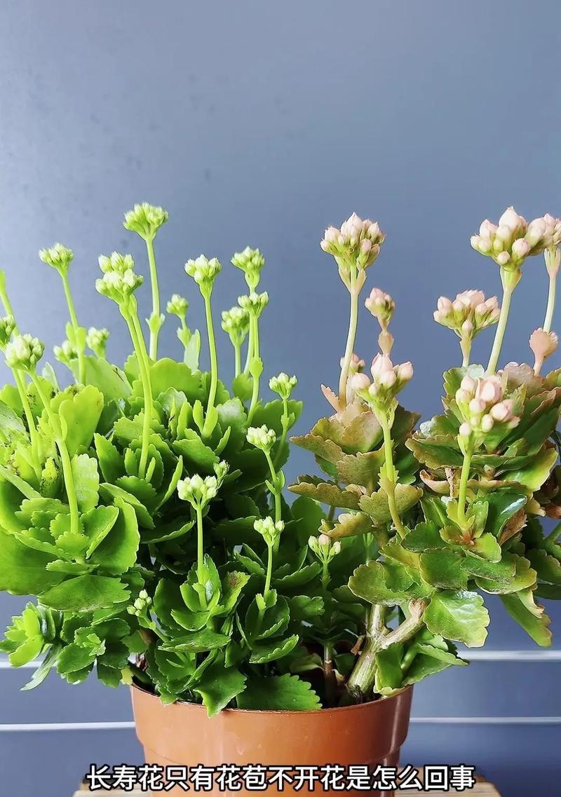 长寿花叶片发黄的原因是什么？