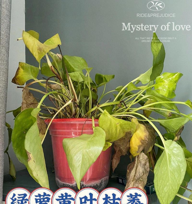 绿箩施肥的最佳时机是什么时候？应该施用什么类型的肥料？