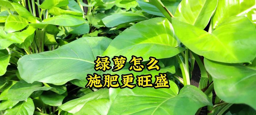 绿箩施肥的最佳时机是什么时候？应该施用什么类型的肥料？