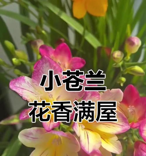 香雪兰怎么种？种植香雪兰的步骤和技巧是什么？