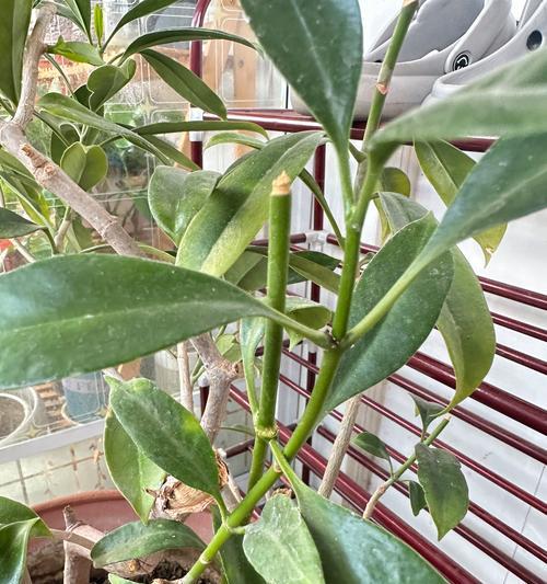 非洲茉莉掉叶子的原因是什么？如何防止非洲茉莉掉叶子？