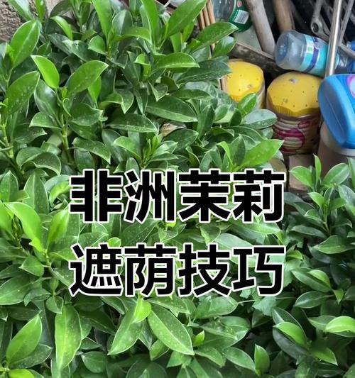 非洲茉莉掉叶子的原因是什么？如何防止非洲茉莉掉叶子？