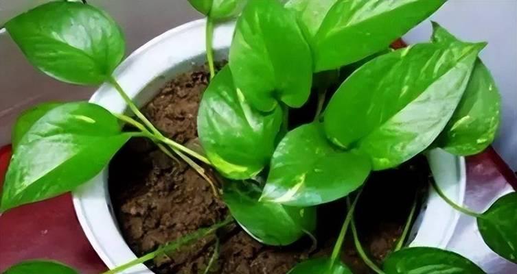 绿箩的养殖方法有哪些？如何让绿箩生长得更加茂盛？