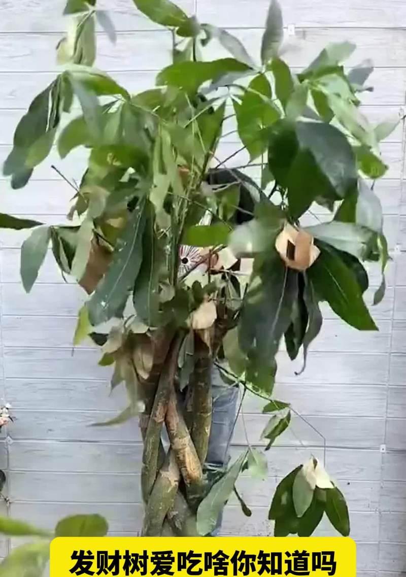 绿箩的养殖方法有哪些？如何让绿箩生长得更加茂盛？
