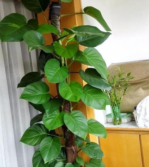 绿箩的养殖方法有哪些？如何让绿箩生长得更加茂盛？