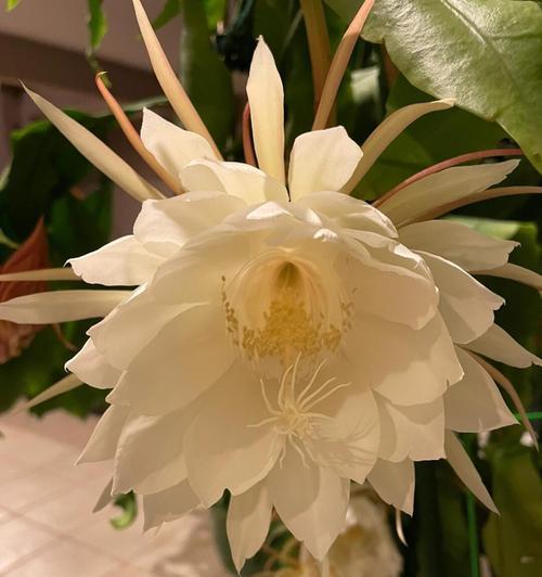 昙花属于什么植物？昙花的开花时间是多久？