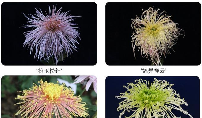 插花时常用的菊花品种有哪些？如何选择合适的菊花？