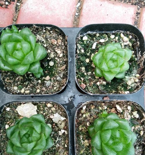 血丝玉露是什么类型的玉露？血丝玉露的特征是什么？