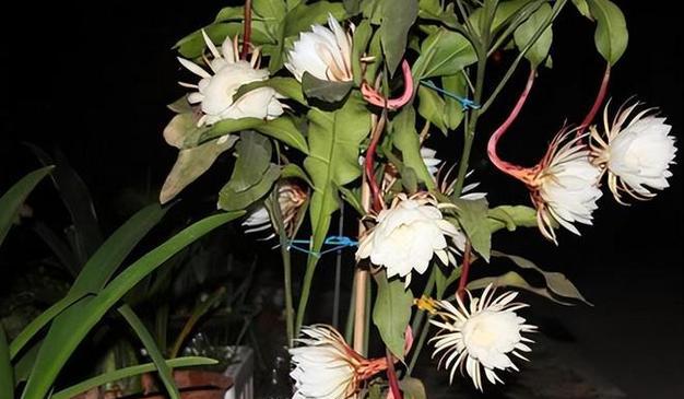 昙花的开花季节是什么时候？如何确保昙花按时开花？