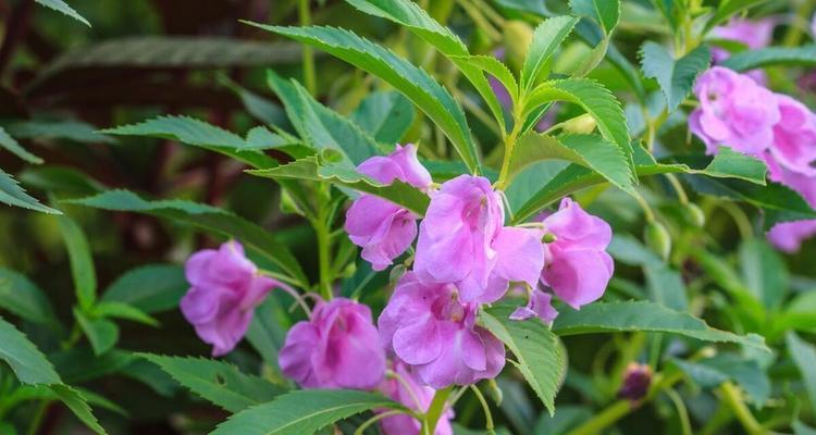 盆栽凤仙花的正确养护方法是什么？如何繁殖？