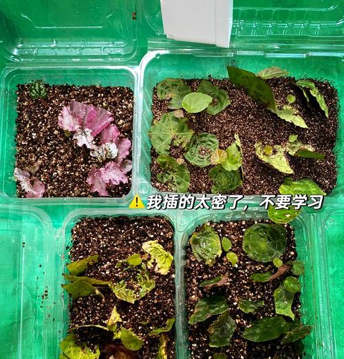 竹节秋海棠插扦的成功秘诀是什么？