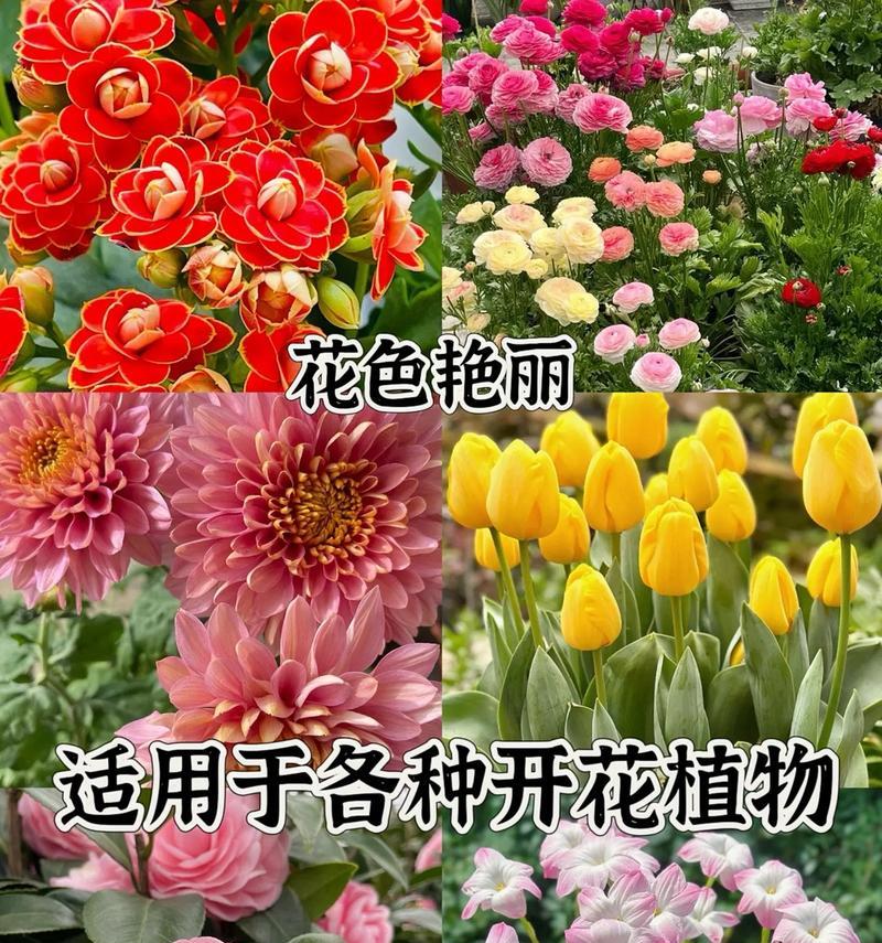 磷酸二氢钾适用于哪些花卉？