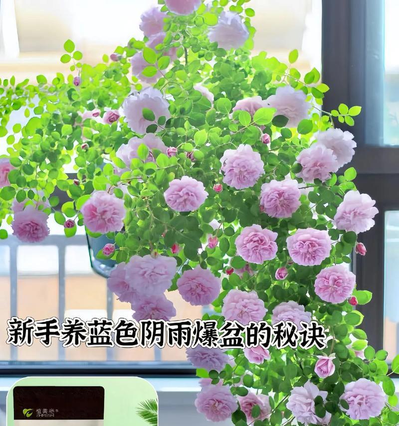 磷酸二氢钾适用于哪些花卉？