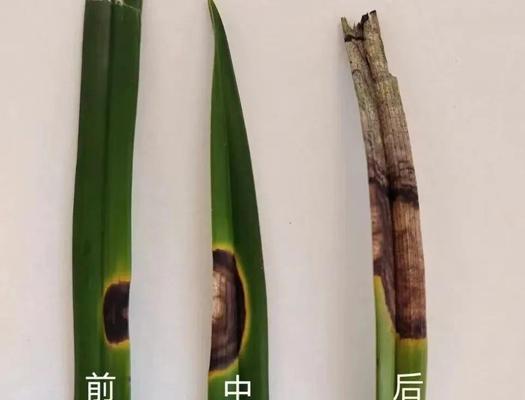 兰花叶子枯萎的原因是什么？如何进行救治？