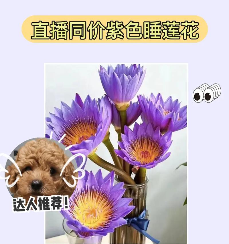 睡莲的益处是什么？如何利用睡莲进行室内装饰？