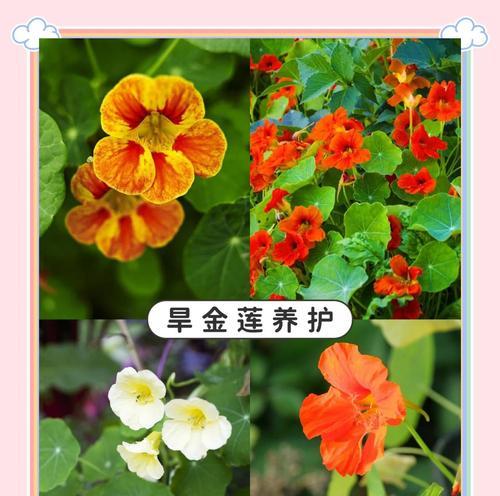 旱金莲的播种技巧有哪些？