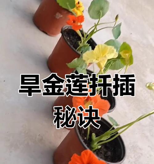 旱金莲的播种技巧有哪些？