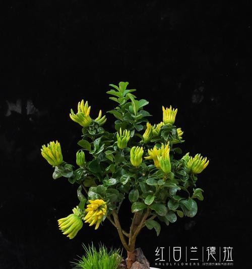 盆栽佛手的养殖技巧和常见问题是什么？