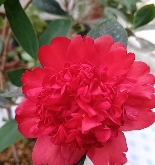 茶花土的配制方法是什么？需要哪些材料？
