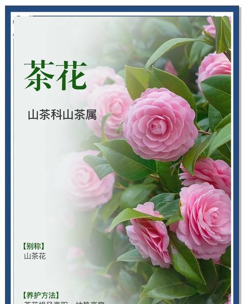 茶花土的配制方法是什么？需要哪些材料？