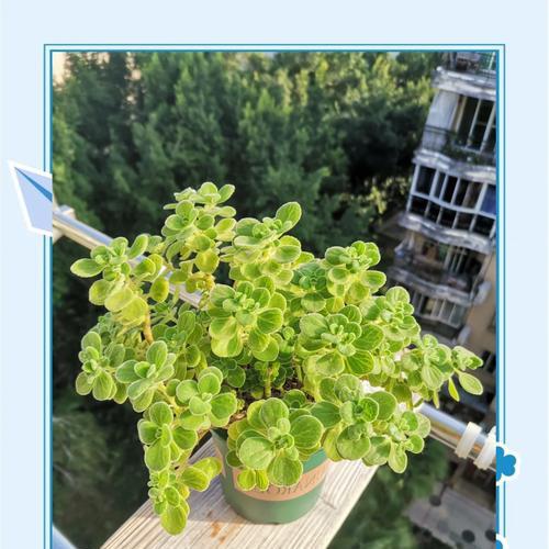 碰碰香繁殖方法有哪些？繁殖过程中应注意什么？