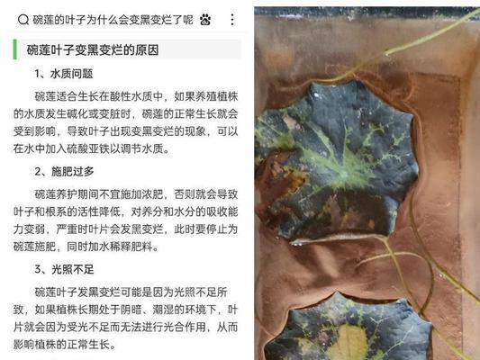 碗莲施肥的最佳时间是什么时候？怎样施肥效果最好？