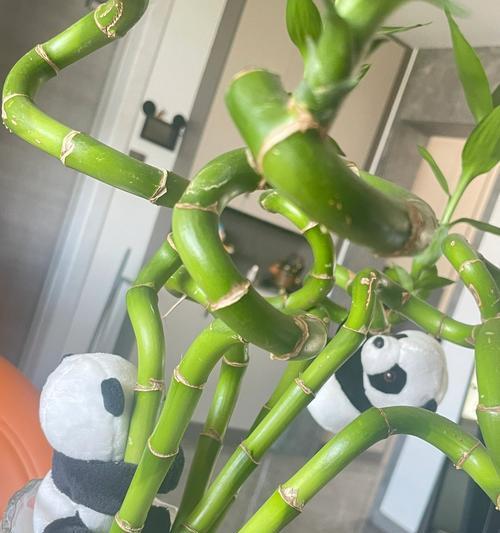 富贵竹的摆放位置有何讲究？如何正确摆放富贵竹？