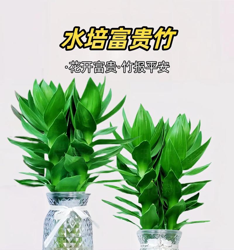 富贵竹的摆放位置有何讲究？如何正确摆放富贵竹？