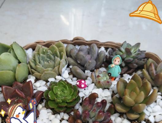 多肉植物分头的方法是什么？如何确保分头成功？