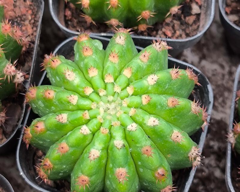多肉植物分头的方法是什么？如何确保分头成功？