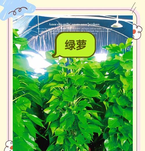 绿萝生长需要哪种肥料？
