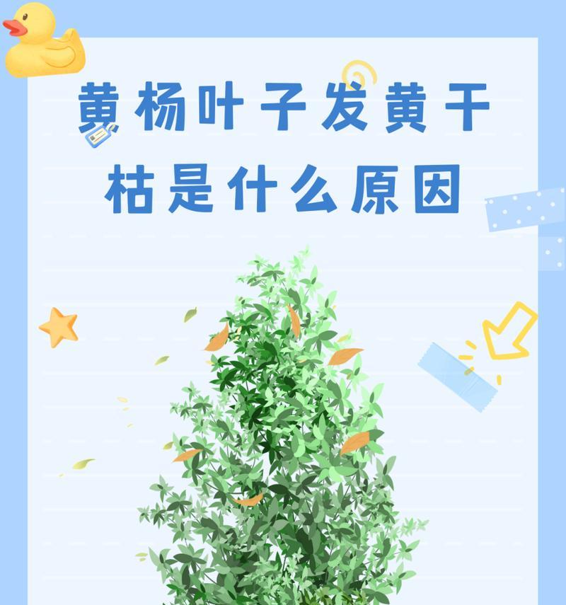 盆栽叶片发黄的原因是什么？如何解决盆栽叶片发黄的问题？