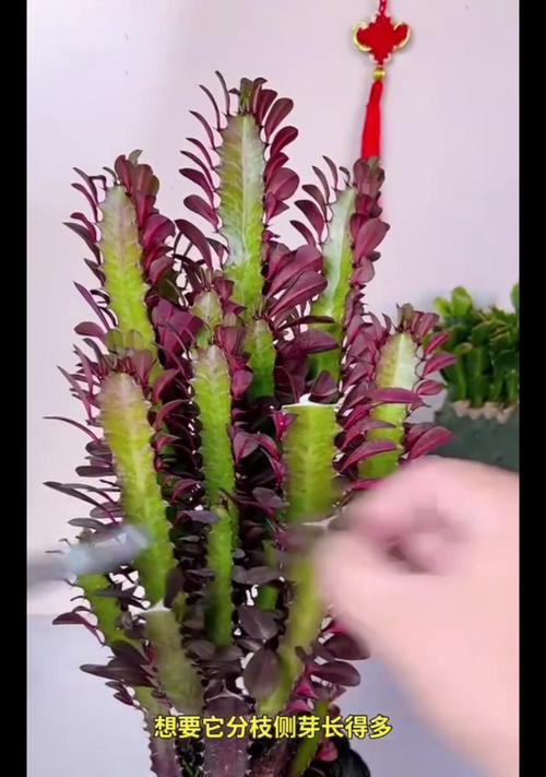龙骨花修剪的最佳时机是什么时候？修剪后如何护理？