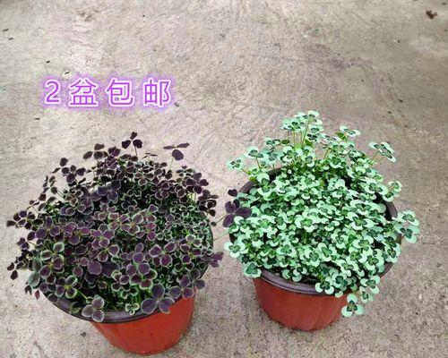 三叶草有哪些功效？三叶草在园艺中的作用是什么？