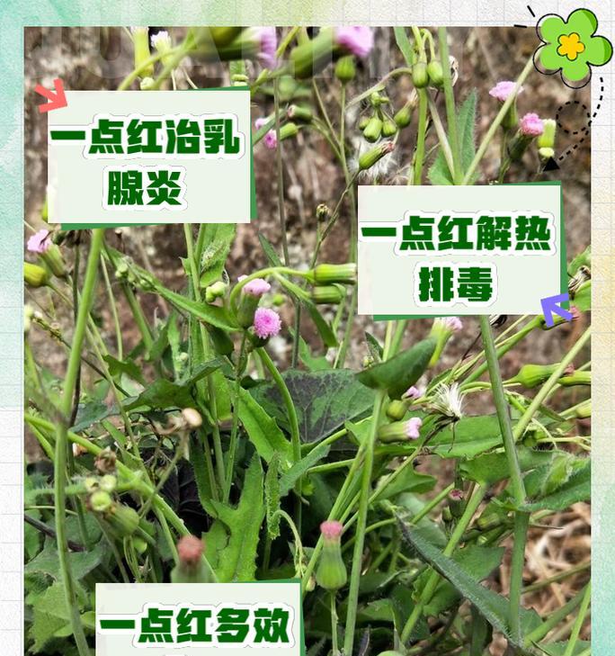 一品红浇水的正确方法是什么？多久浇一次水合适？