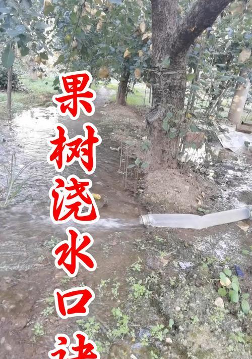 一品红浇水的正确方法是什么？多久浇一次水合适？