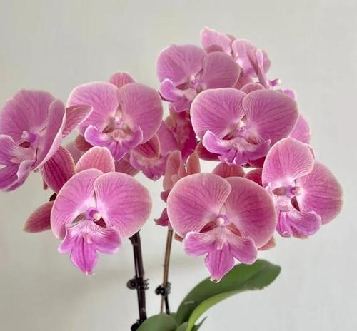 冬天可以种植哪些花卉？它们的养护要点是什么？