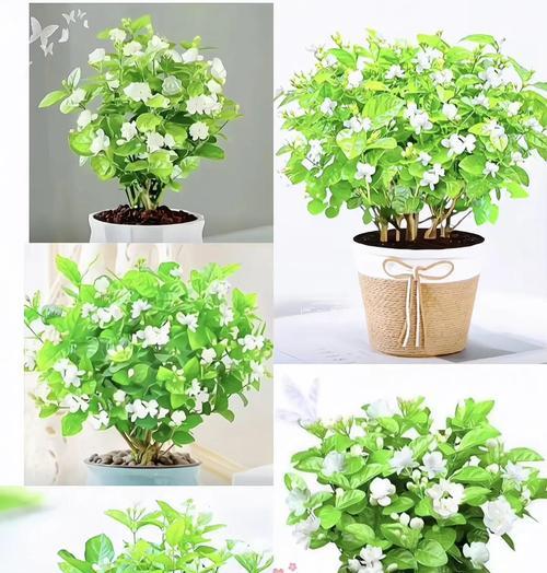 冬天可以种植哪些花卉？它们的养护要点是什么？