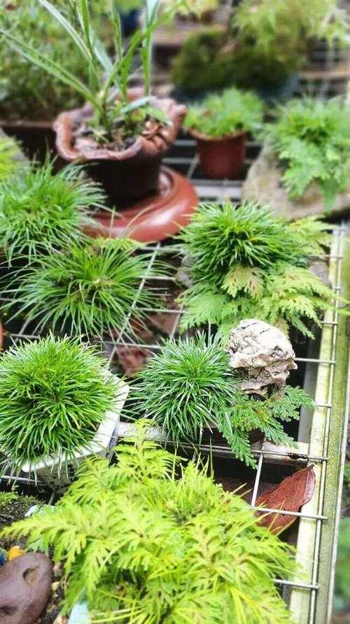 盆栽植物的养护要点是什么？如何避免常见问题？