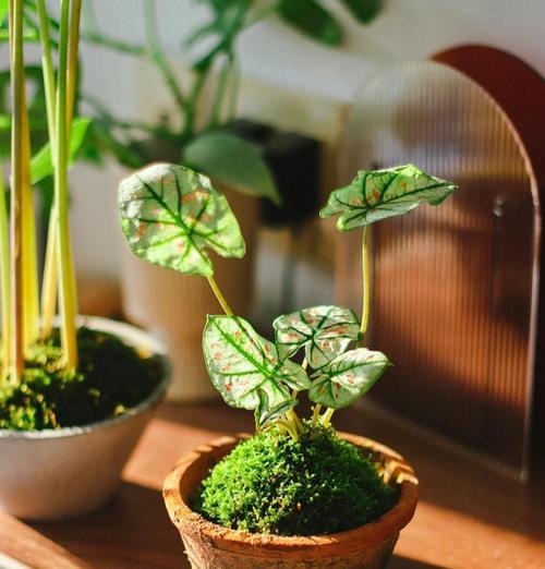 盆栽植物的养护要点是什么？如何避免常见问题？