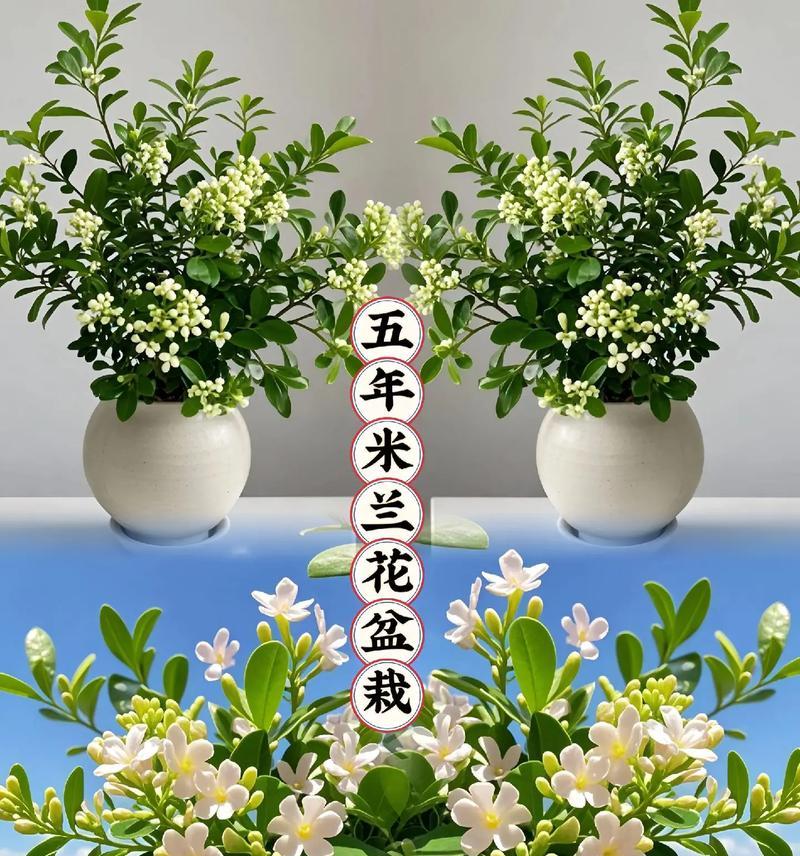秋季米兰花的养护方法是什么？如何确保米兰花顺利过冬？