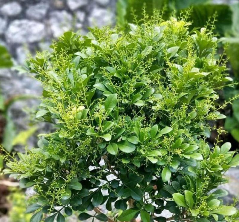 秋季米兰花的养护方法是什么？如何确保米兰花顺利过冬？