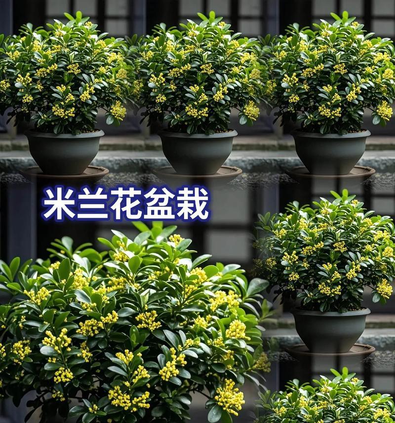 秋季米兰花的养护方法是什么？如何确保米兰花顺利过冬？