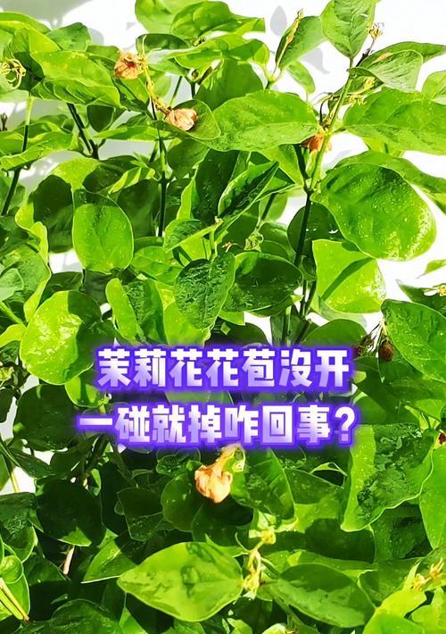 茉莉花不开花是什么原因？如何促进开花？