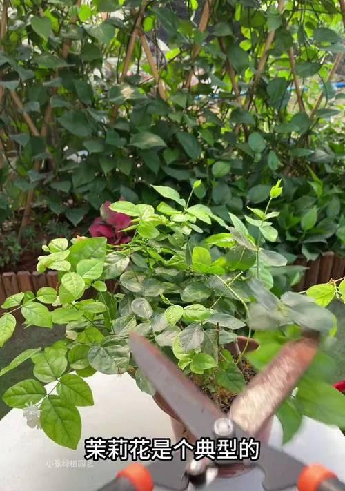 茉莉花不开花是什么原因？如何促进开花？