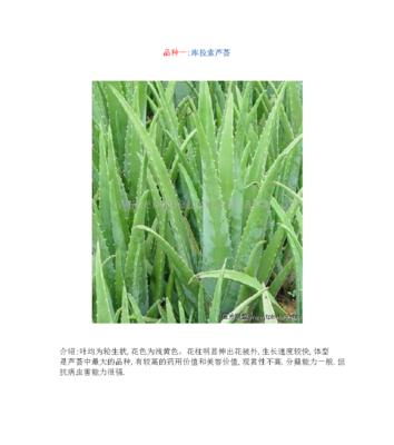 芦荟品种如何区分？