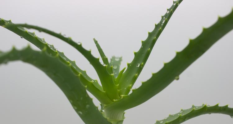芦荟品种如何区分？