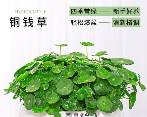 金钱草盆栽的养殖技巧是什么？如何保持金钱草的健康生长？