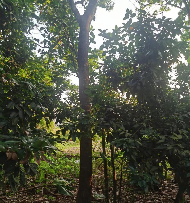 黄花梨盆景大号特大有什么特点？如何养护？